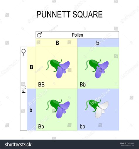 Punnett Square Genetics Biological Inheritance Example Stock Vector ...