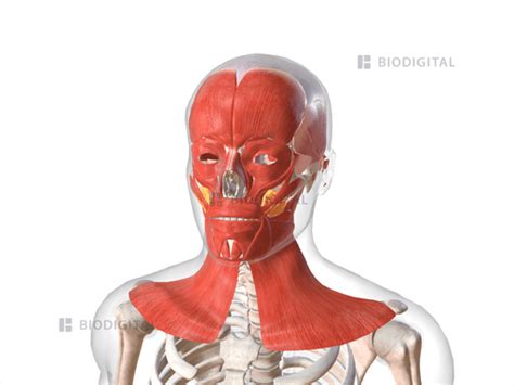 Muscles of head | BioDigital Anatomy