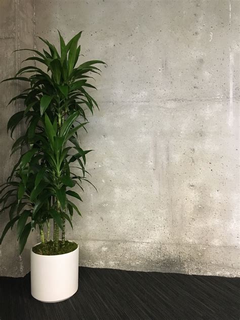 Low Light Wonders The Best Low Light Plants For Offices With No Sun