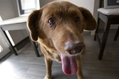 Suspenden El T Tulo De Bobi El Perro M S Viejo De Todos Los Tiempos