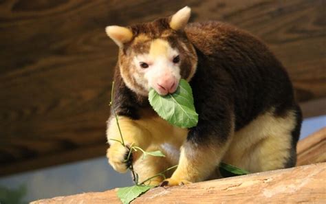 Matschie's Tree Kangaroo - Roger Williams Park Zoo