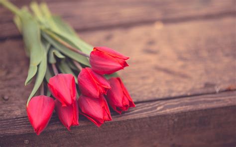 Red Tulip Wallpapers and Backgrounds 4K, HD, Dual Screen