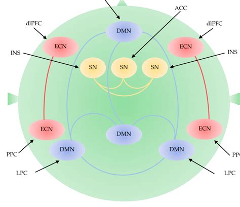 Large Scale Brain Network Including The Default Mode Network The Download Scientific Diagram