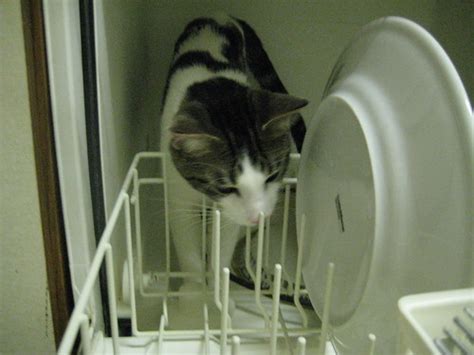 In The Dishwasher With Dirty Dishes He Is So Conscientio Flickr