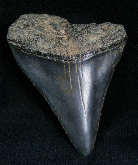 Fossil Great White Shark Tooth - 1.87" (#7300) For Sale - FossilEra.com