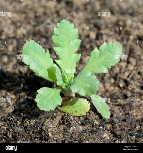 Seedling Opium Poppy Papaver Somniferum Hi Res Stock Photography And