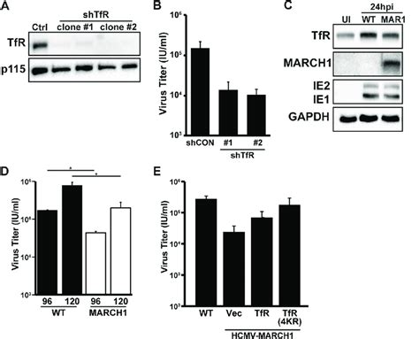 Overexpression Of March Reduces Infectious Hcmv Virion Production A