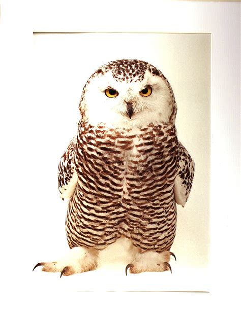 Photo Ark Snowy Owl National Geographic Picture With Mat Etsy