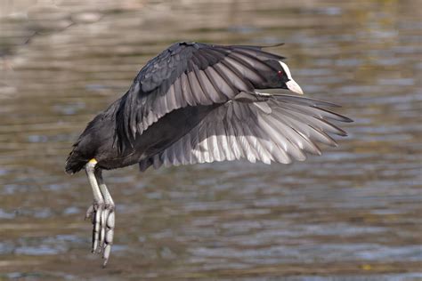 Fulica Atra Foulque Macroule Eurasian Coot Bernard Bachelart Flickr