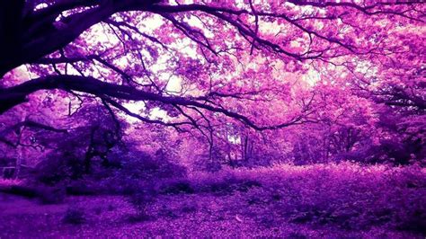 Fall Purple Scenery Background