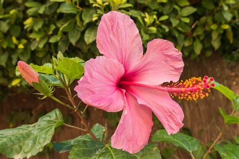 Flor Rosada Del Hibisco Foto Premium