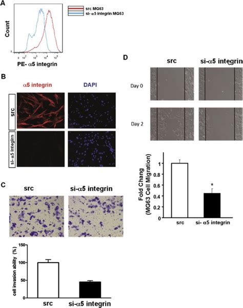 Downregulation Of α5 Integrin Contributed To Mg63 Cell Metastasis A