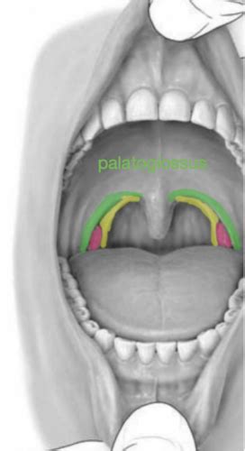 Tongue Pharynx Soft Palate Flashcards Quizlet