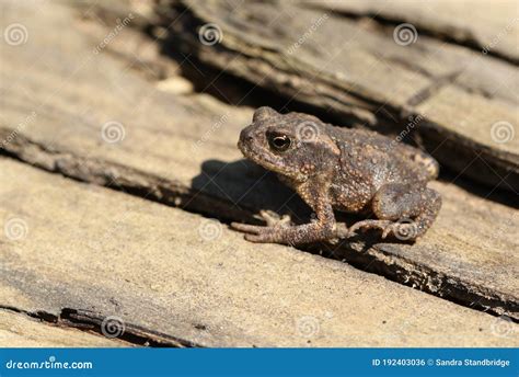 Cute Baby Toads