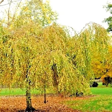 30 Youngs Weeping Birch Seeds Betula Pendula 'Youngii' Fresh Garden