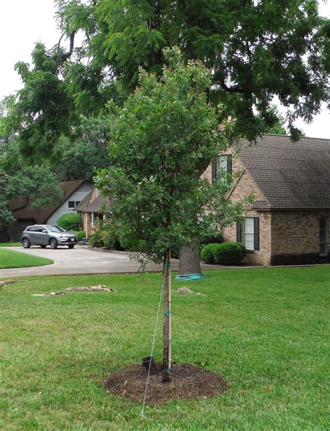 The Cedar Elm Perfect For Urban And Rural Landscapes