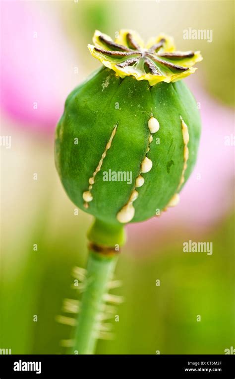 Poppy with milk Stock Photo - Alamy