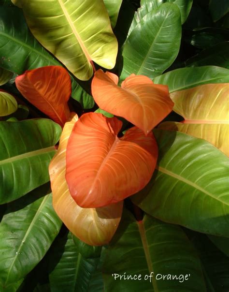 Philodendron ‘Prince of Orange’ – LATEST from EHKExpress.com