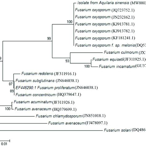 Phylogenetic Analysis Of The Isolated F Oxysporum With A Selection Of