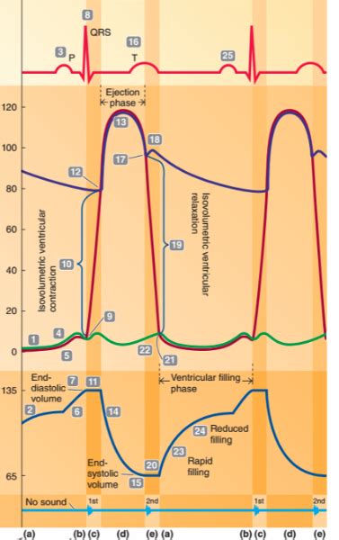 Wigger S Diagram Diagram Quizlet