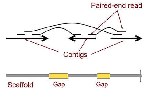 Slides An Introduction To Get Started In Genome Assembly And