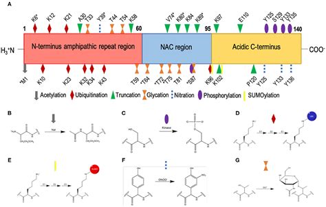 Frontiers Modulation Of The Interactions Between α Synuclein And