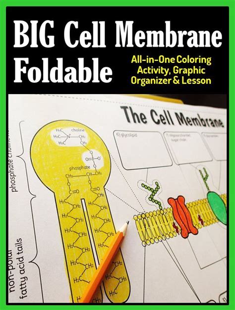 The Big Cell Membrane Foldable Activity Book