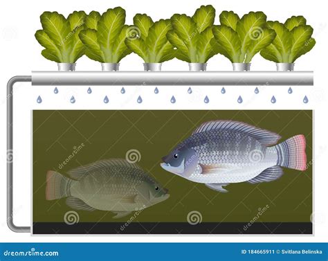 Aquaponics System with Tilapia Fish and Lettuce Stock Vector ...