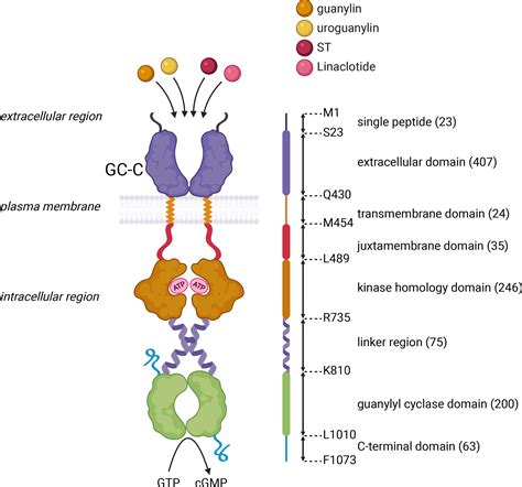 Frontiers Receptor Guanylyl Cyclase C And Cyclic Gmp In Health And