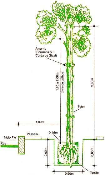 Educa O Ambiental Em A O Arboriza O Urbana