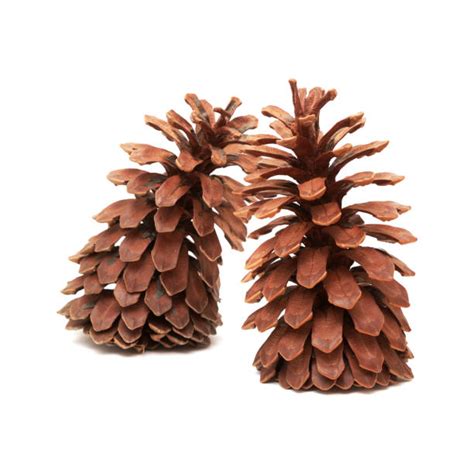 80+ Longleaf Pine Cone Stock Photos, Pictures & Royalty-Free Images - iStock