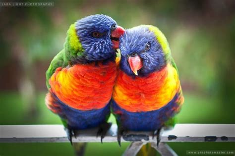 Lara Light Photosvideos Of Facebook Pet Birds