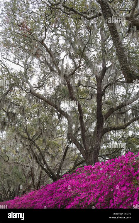 Azaleas in Savannah, Georgia Stock Photo - Alamy