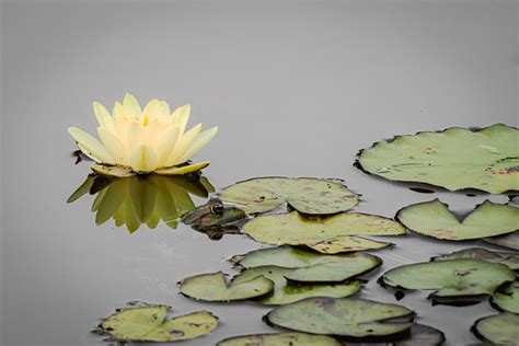 Water Lily Aquatic Plant Blossom Free Photo On Pixabay Pixabay