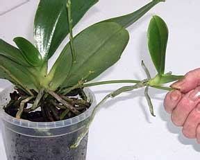 Orchid Flower Stem Propagation | Best Flower Site