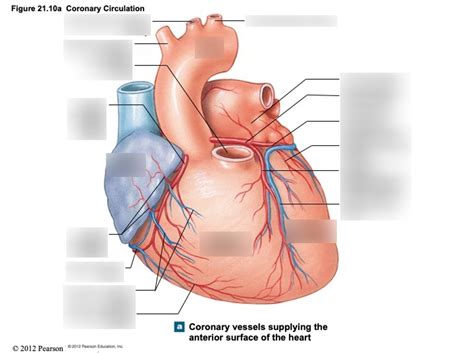 Coronary Circulation Diagram Quizlet