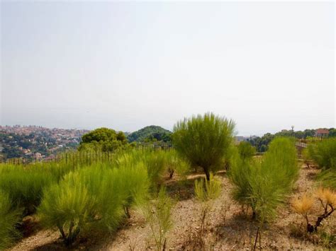 Vendita Villa Unifamiliare In Conca Verde Bordighera Buono Stato