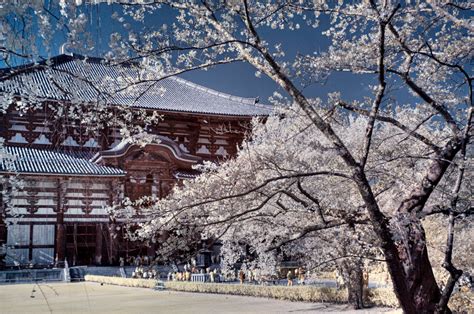 Nara Cherry Blossoms - Inside Kyoto