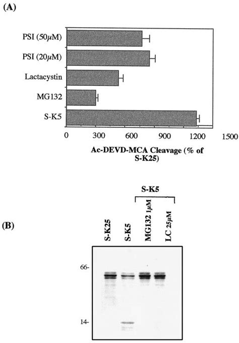 Inhibitors Of The Proteasomes Block Caspase Activity And Prevent