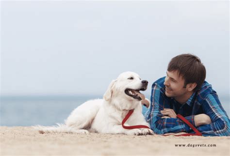 Top 13 Best Dog Friendly Beaches in USA