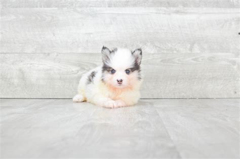 Pomsky puppies for sale | Small cross puppies breeds for sale in Ohio