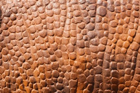 Dinosaur Skin Texture Stock Photos Pictures And Royalty Free Images Istock