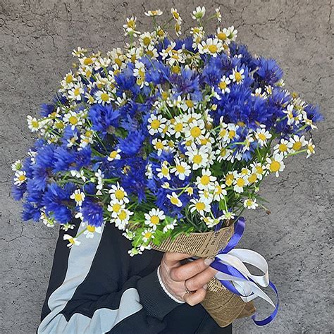 Букет Васильков Фото — Bluemorphotours.ru