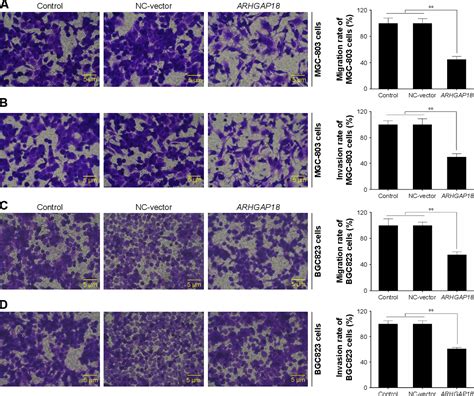 Figure 3 From Over Expression Of Arhgap18 Suppressed Cell Proliferation