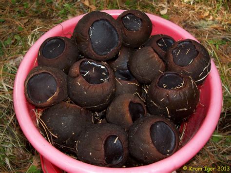 Саркосома шаровидная (Sarcosoma globosum) фотографии, видео и истории