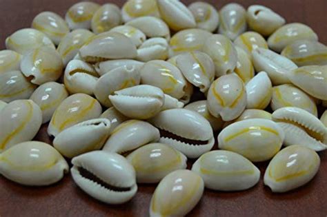 Golden Cowrie Shell For Sale Only 4 Left At 75