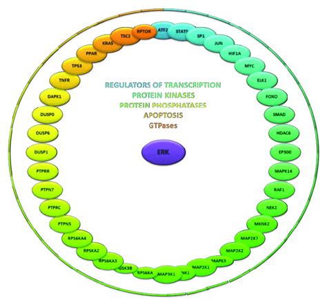 Extracellular signal-regulated kinase (ERK) protein interactors and... | Download Scientific Diagram