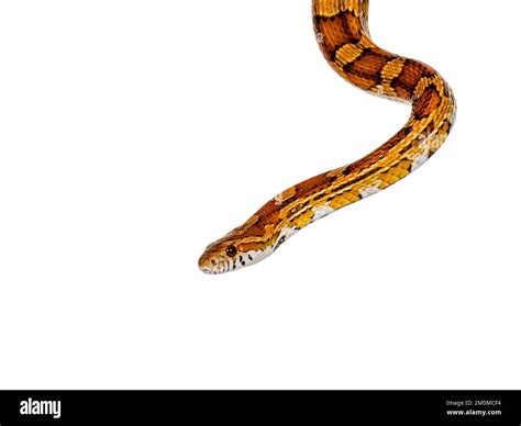 Head Shot Of Normal Colored Corn Snake Aka Red Rat Snake Or