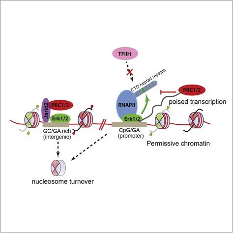 Erk Activity Promotes Chromatin Features And Rnapii Phosphorylation