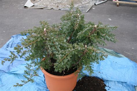 juniperus communis Les chuhin et autres grands bonsaï ParlonsBonsai